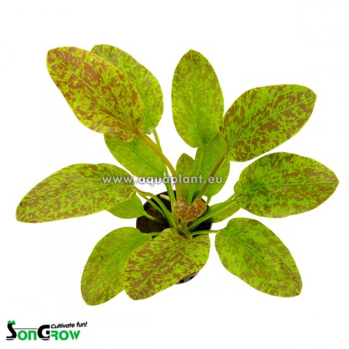 Echinodorus green flame in pot